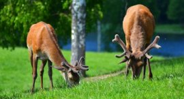 BEZKRWAWE SAFARI